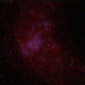 色天使另类老肥妇
